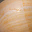 Genuine Large Volute Shell (2.3 Lbs)