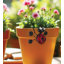 Ensemble de 3 pots à cigares - coccinelle
