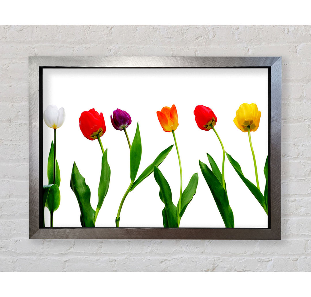 Farben der Tulpen Gerahmter Druck