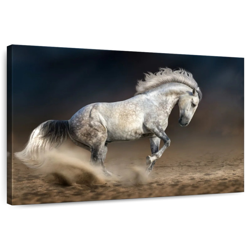 Brampt se déplaçant à cheval andalou, H 32 po x l 48 po