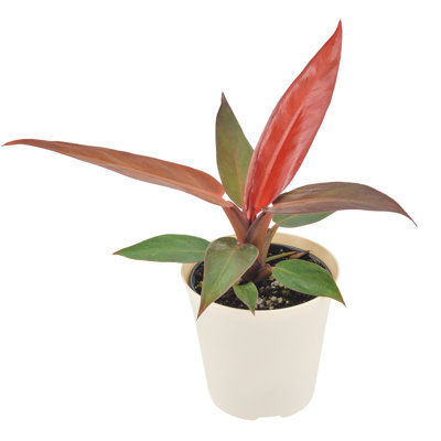 4" Philodendron Sun Red