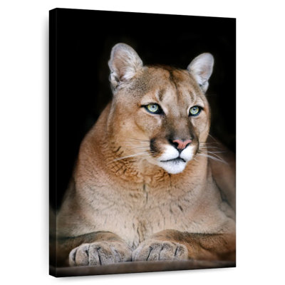 Chat sauvage majestueux Brampt