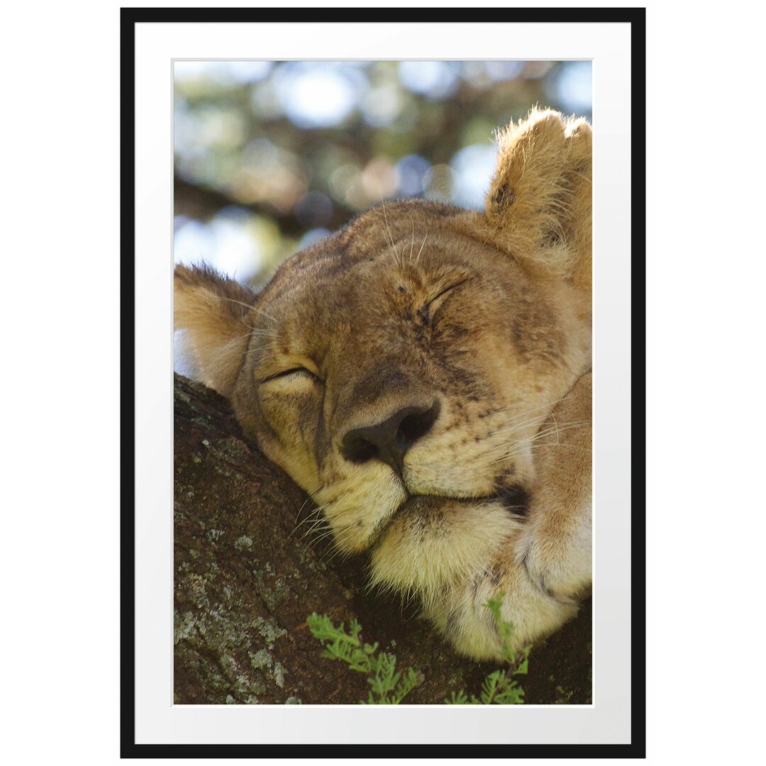 Gerahmtes Poster Müde Löwin ruht auf Baum