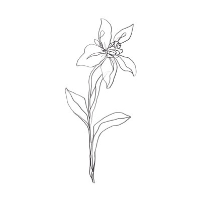 Simple Daffodil I by June Erica Vess - Print on Canvas