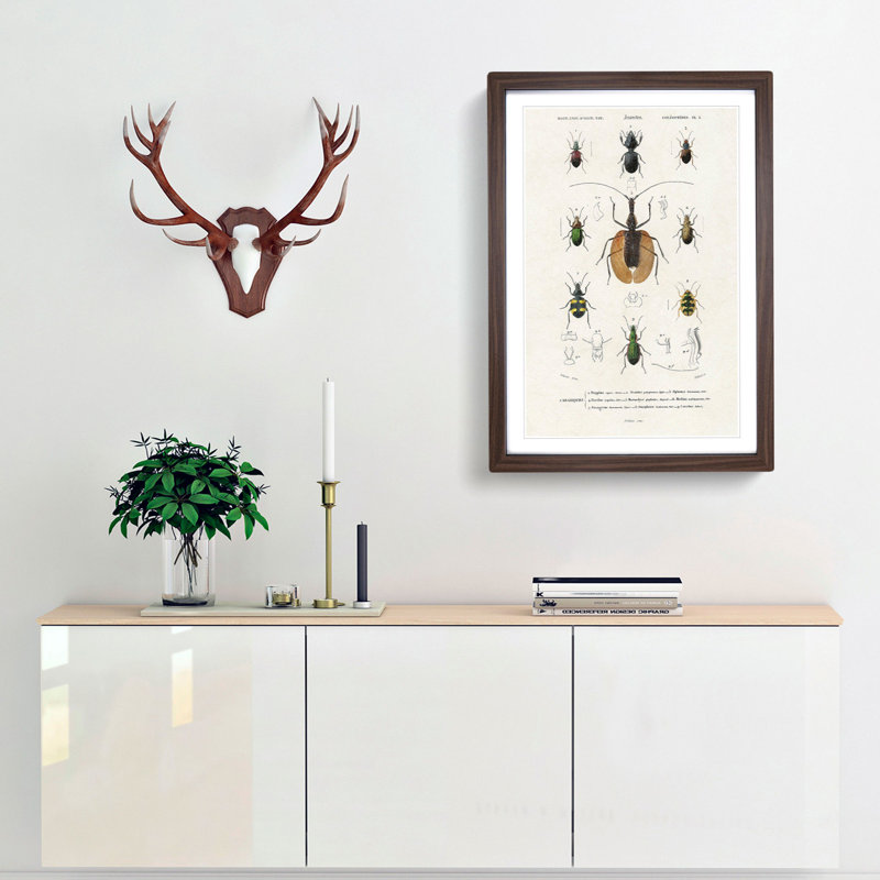 Beetle Illustrations PL.2 by Charles D'Orbigny - Single Picture Frame Print, Walnut Framed, 63cm H x 45cm W x 2cm D
