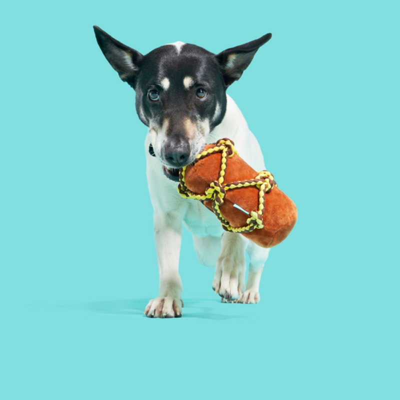 Best Of Bark Box Accessories