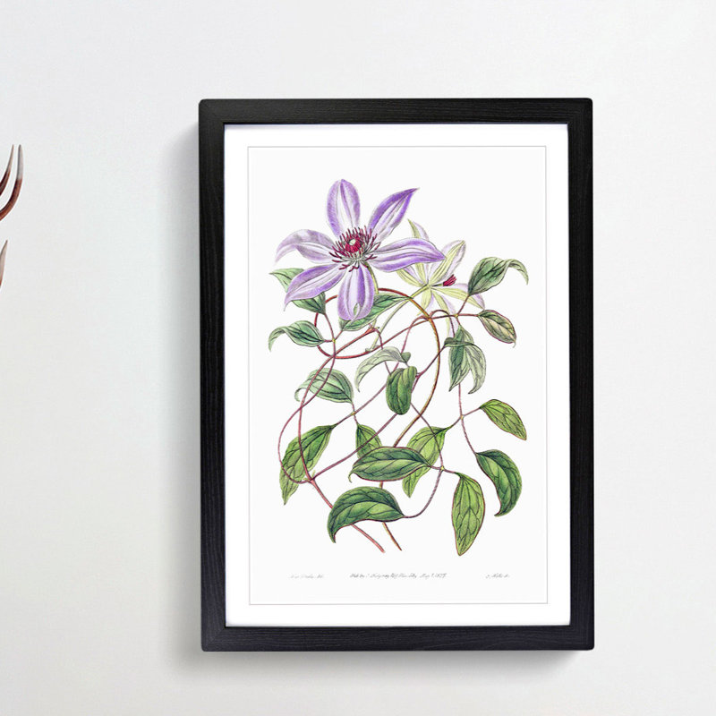 Violet Clematis Flowers - Picture Frame Painting Print, Black Framed, 65cm H x 48cm W x 2cm D