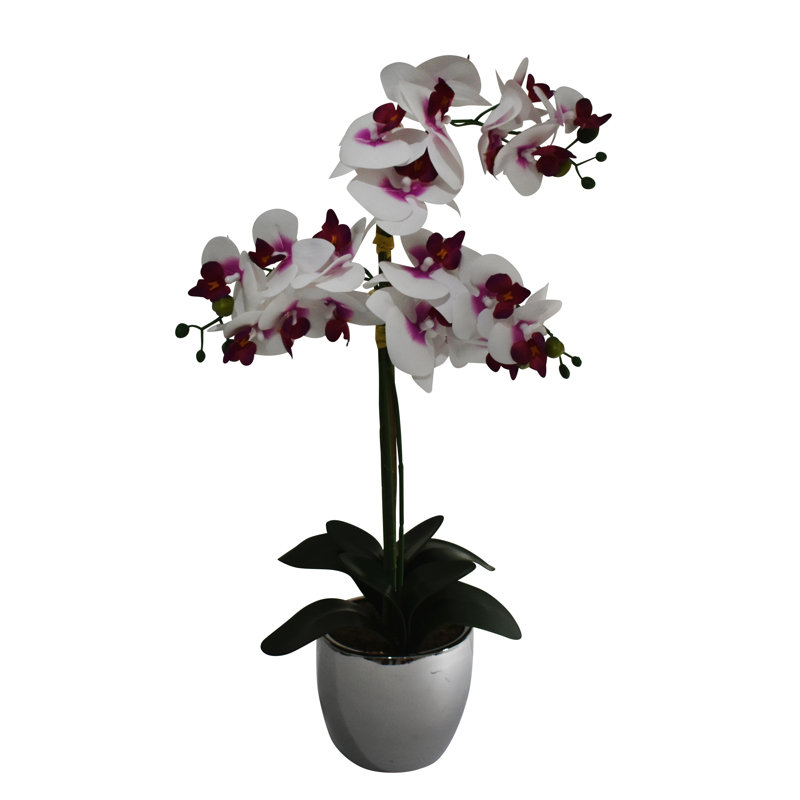 Arrangement orchidée véritable dans un vase argent métallique, White/Purple