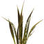 Bahia Spears Plant-447569139