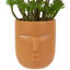 5,5 plante