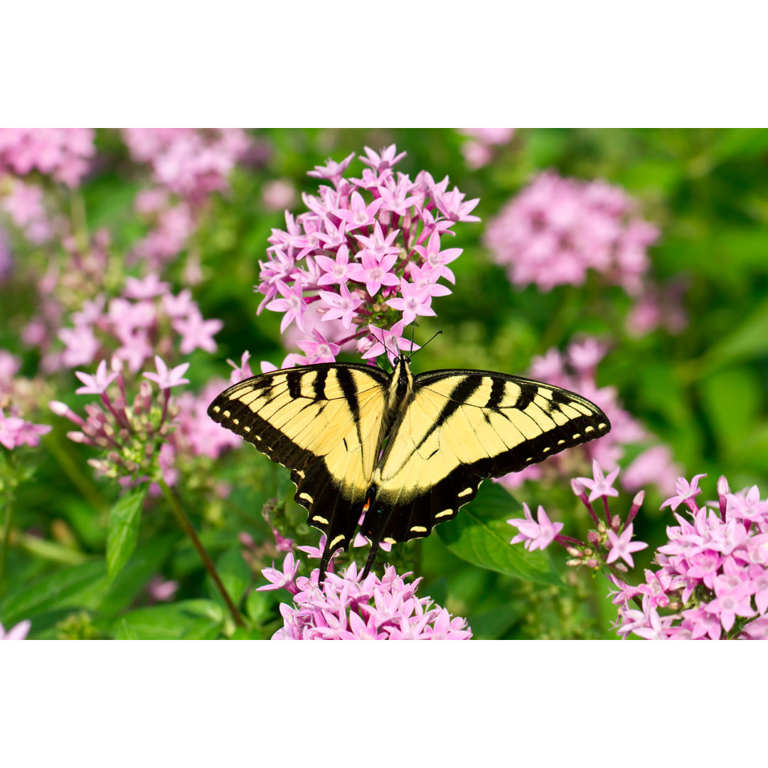 Schwalbenschwanz Schmetterling von Lorraine Hudgins - Kunstdrucke auf Leinwand