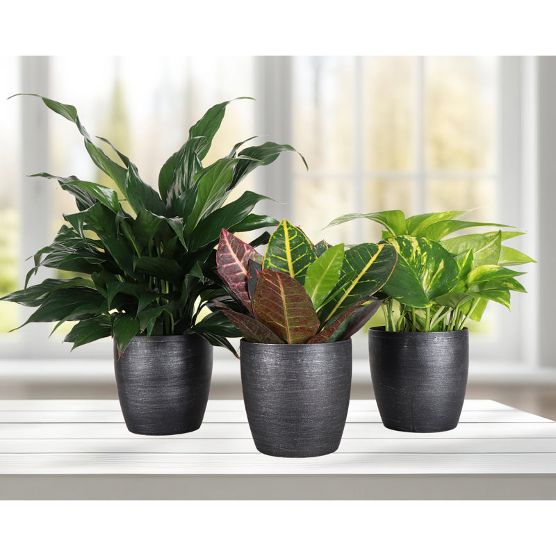 Plant in Pot, Black