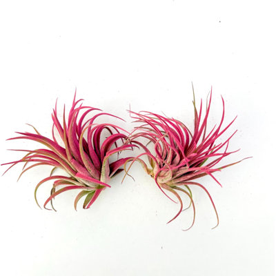 Air Plant Rubra Pink 2PK 2"-3" — Primary color: Pink