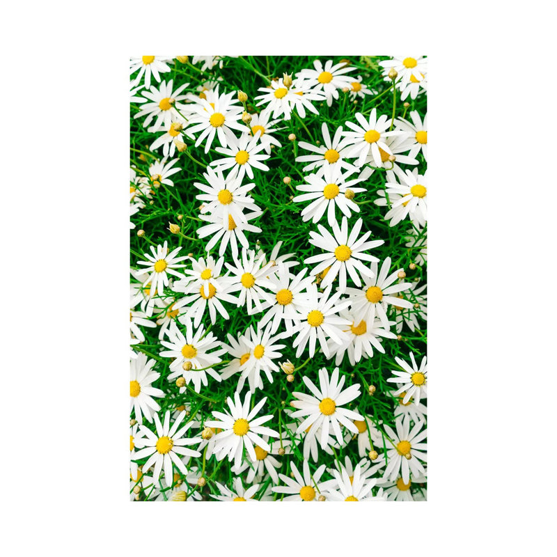 Carmel Blooms IV by Bethany Young - Print on Canvas, 66.04cm H x 45.72cm W x 3.81cm D, Wrapped Canvas