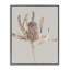Giclée botanique australienne Banksia, design de Sissi et Seb-1953637427-1953637424