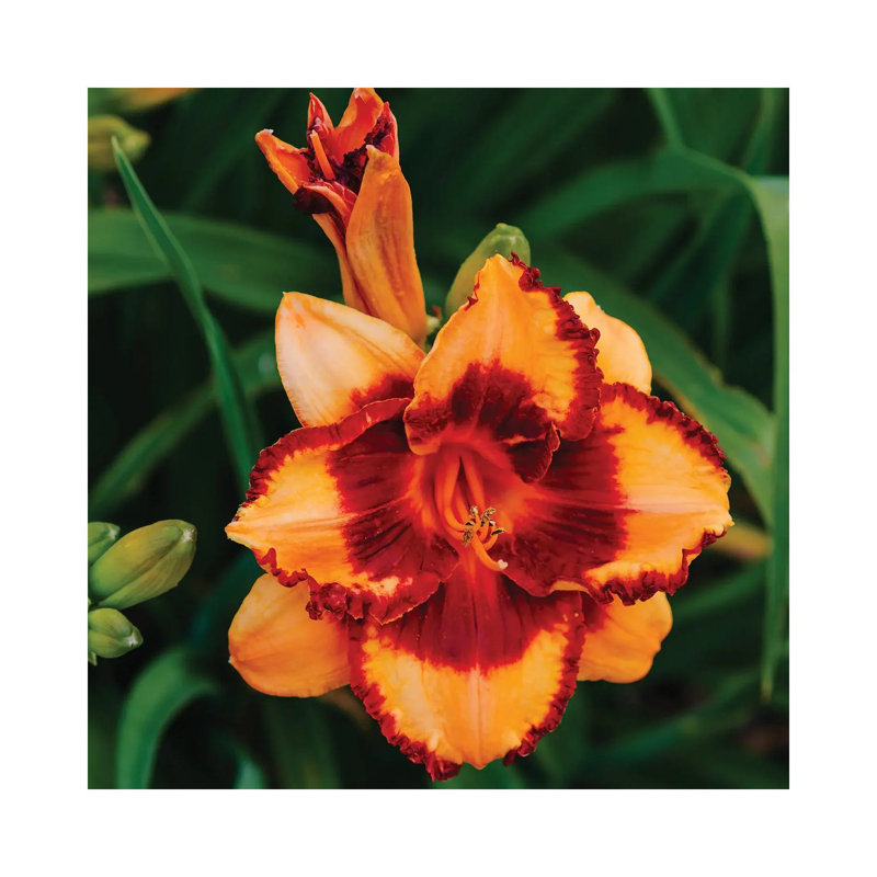 Daylily Garden XV by Bethany Young - Print on Canvas, Wrapped Canvas, 66.04cm H x 66.04cm W x 1.91cm D