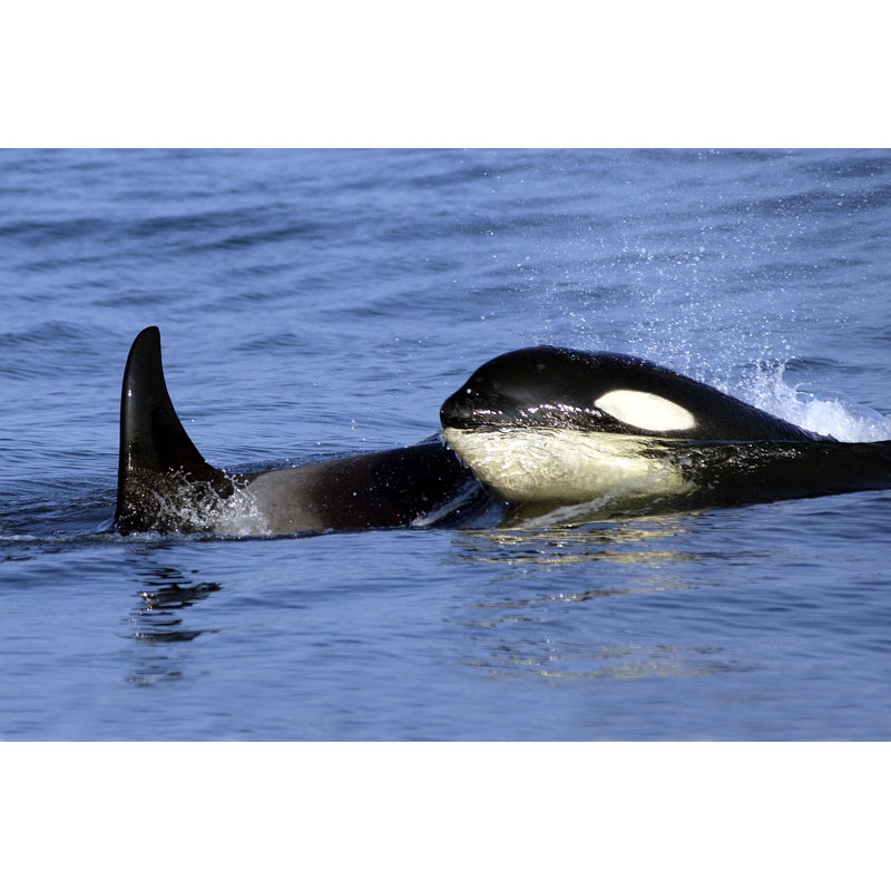 Mother And Her Calf by Lazareva - No Frame Print on Canvas, 81cm H x 122cm W