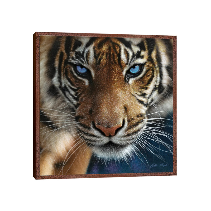 Tiger - Blue Eyes by Collin Bogle - Print on Canvas, Classic Brown Wood Framed Canvas, 93.98 cm H x 93.98 cm W