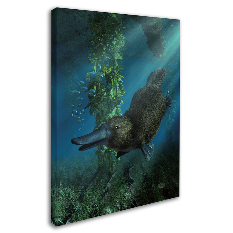 Platypus Underwater 24 x 32 Gallery-Wrapped Canvas Art