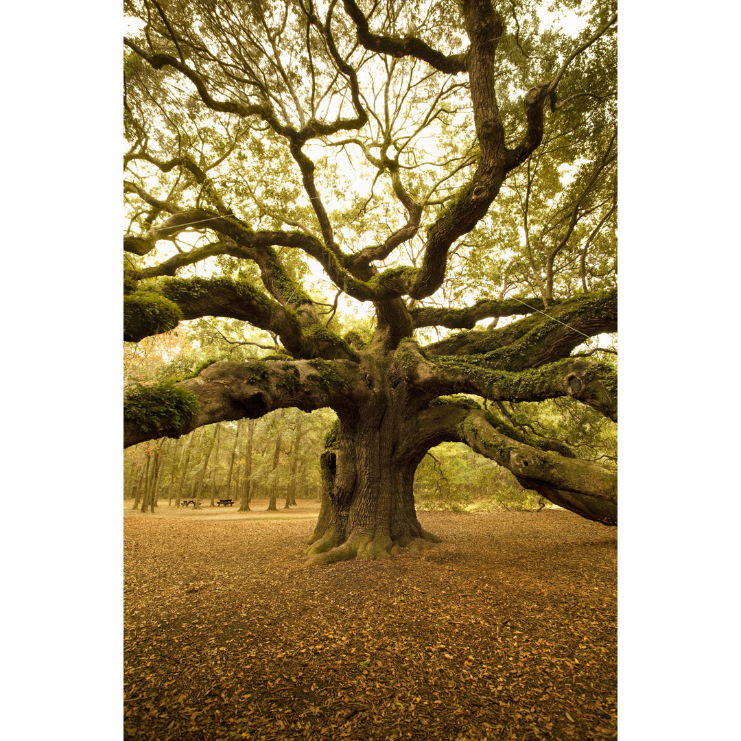 Ancient Angel Oak - Kunstdrucke auf Segeltuch