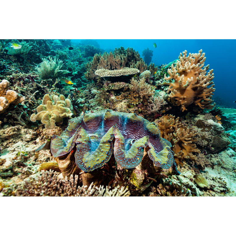 Beautiful Coral Garden - Wrapped Canvas Print