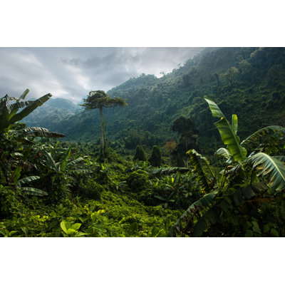 Jungle - Photographie sur toile tendue