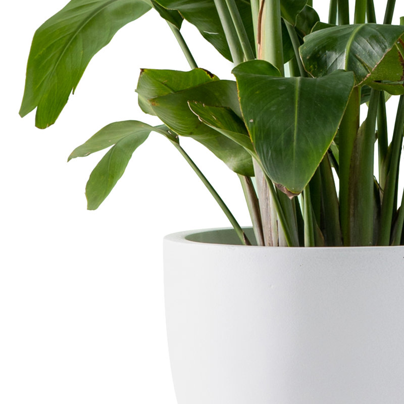Pot à fleurs en béton Karola, Blanc pur, H 12 po x l 14 po x P 14 po