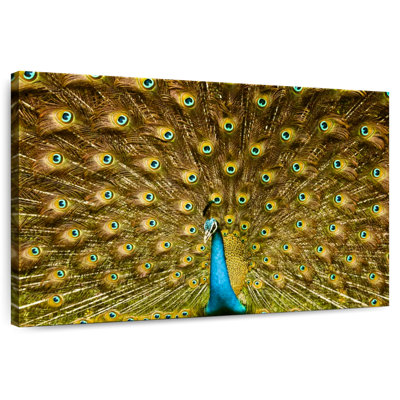 Crowle Feathered Peacock