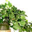 Faux Ivy Plant in Glass Vase