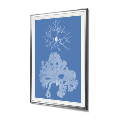 " Seaweed Cyanotype III "