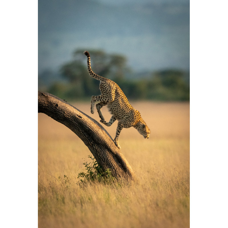 Cheetah In Grassland - Wrapped Canvas Print, 76cm H x 76cm W x 3.8cm D