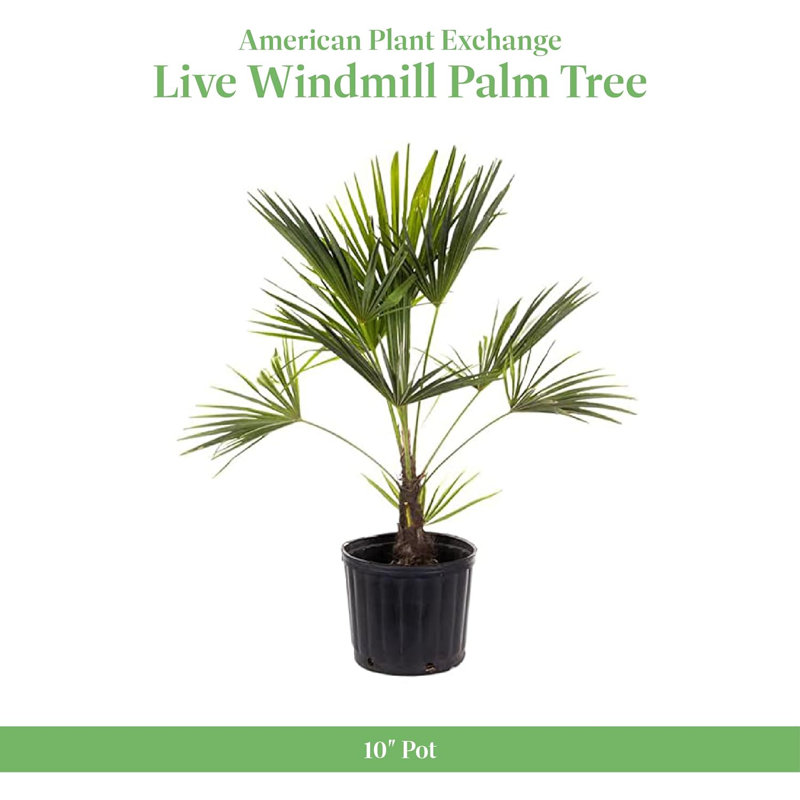 American Plant Exchange Windmill Palm Tree, 10-Inch Pot, Cold-Hardy Landscape Plant, Withstands Down to Zero Degrees F