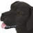 Lightweight Concrete Dog Still Bench - Design, No Assembly Required, 31.69" W X 8.72" D 16.26" H Attractive Refined Theme, Concrete, Assembly,