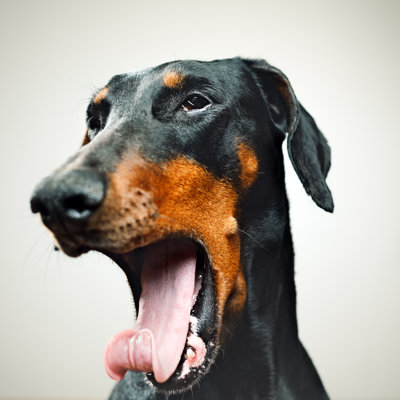 Yawning Dobermann by SensorSpot - Wrapped Canvas Print