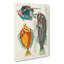 East Indies Fish Illustrations XXXI by Louis Renard - Wrapped Canvas-55372984