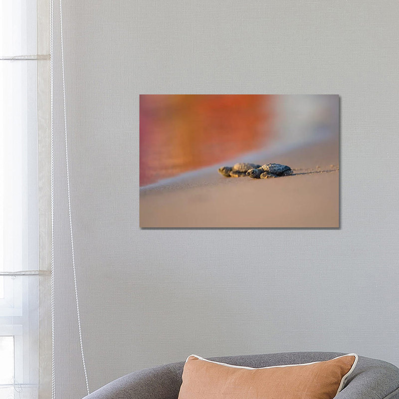 «Kemp's Ridley Sea Turtle Hatchling II» par Larry Ditto, impression, H 18 po x l 26 po x P 1,5 po, Toile tendue, Aucun mat