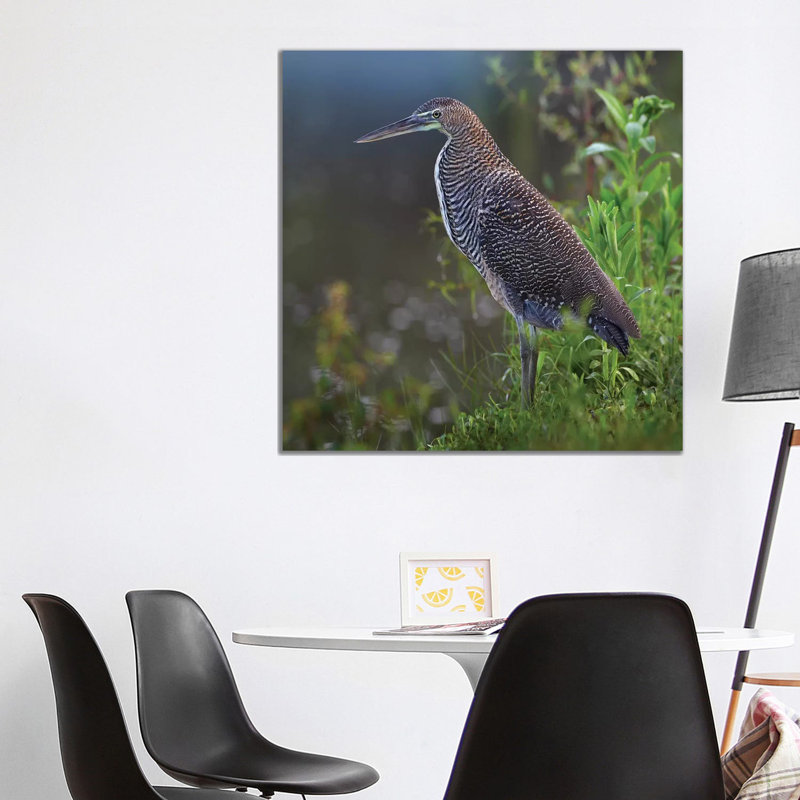 Bare-Throated Tiger Heron Portrait, Costa Rica 1 Piece Wall Art on Canvas, 93.98 cm H x 93.98 cm W x 1.91 cm D, Canvas