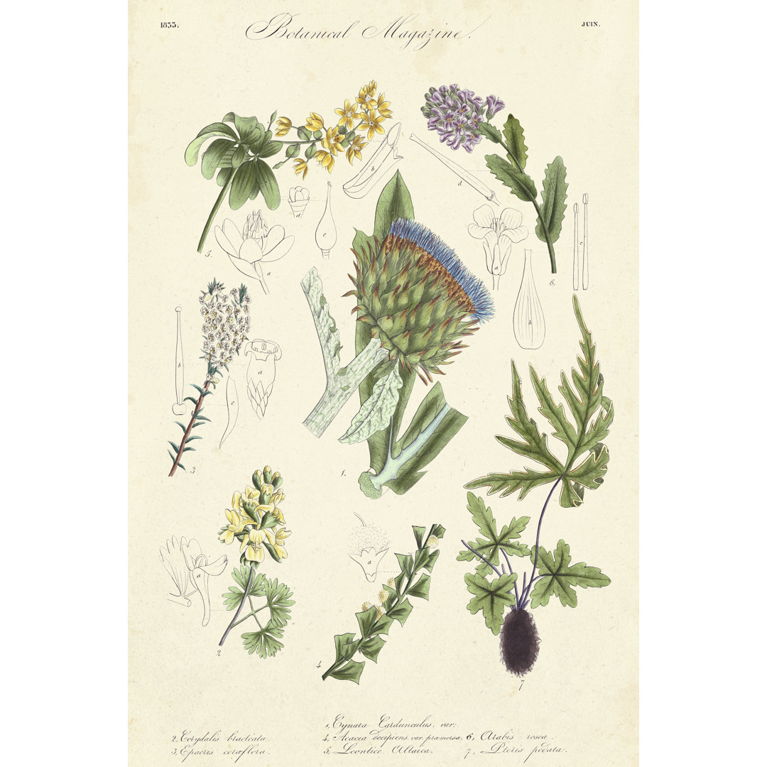 Leinwandbild Botanical Register I