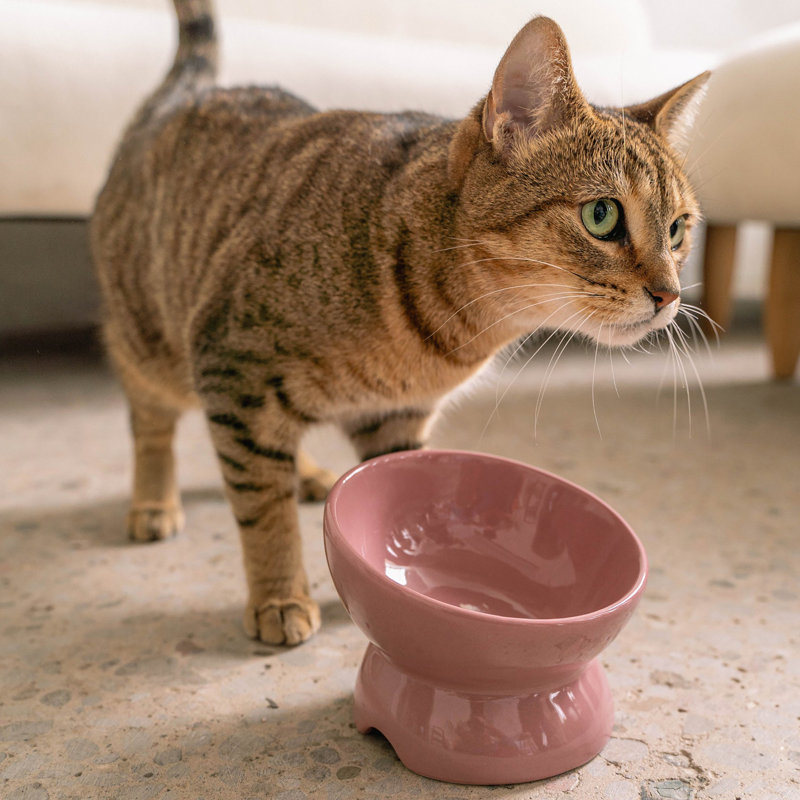 Dexypaws: bol en céramique surélevé pour chats - rosé cendré - capacité de 7 oz, plat élégant pour animaux de compagnie, lavable au lave-vaisselle, nourriture et eau, hauteur ergonomique