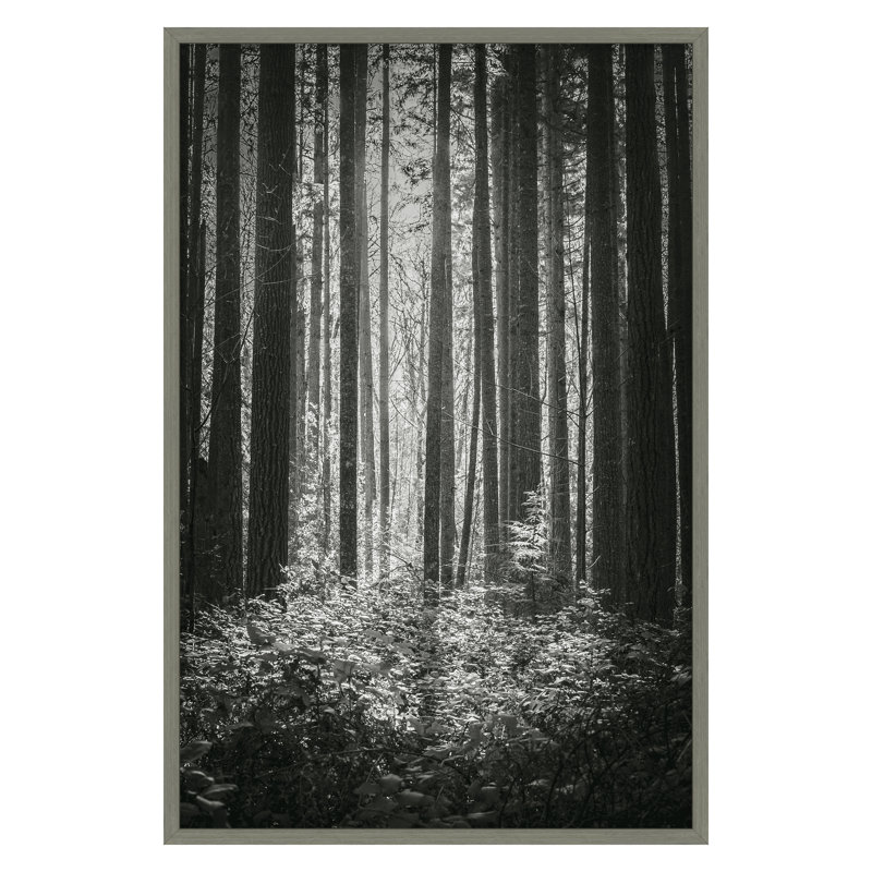 Lowland Winter Forest No 13, Tiger Mountain Print by Bisig, Steve, 45" H x 30" W