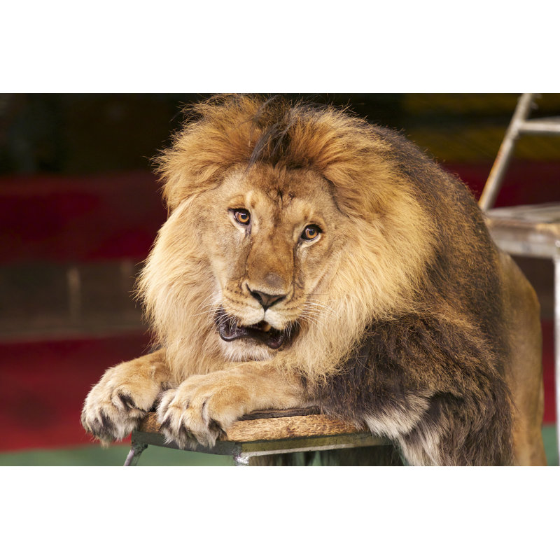 Portrait Of A Lion by Glebchik - Wrapped Canvas Print, 61cm H x 91cm W