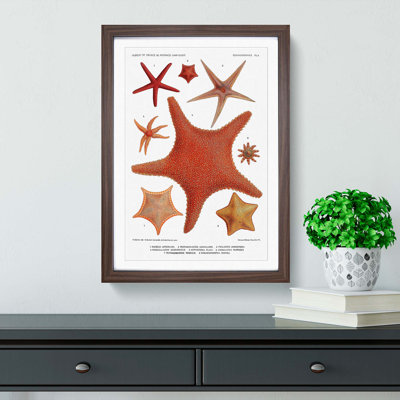Assortment Of Starfish by Albert I - Single Picture Frame Painting