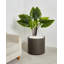 Jardinières en pot-825989499-825989501