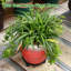 Support à plantes roulant de 27,7 cm (10,9 pouces) en fer forgé, robuste, lot de 1, noir-1594040782