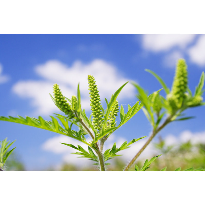 «Ragweed - Alergic On Canvas» par Danijelm, photographie, L 12 po x H 8 po