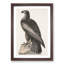 Hawk by John Audubon - Picture Frame Painting Print-55580420-55580422