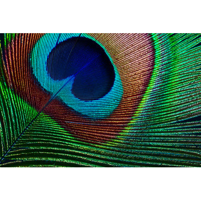 Peacock Feather by Ithinksky - Print