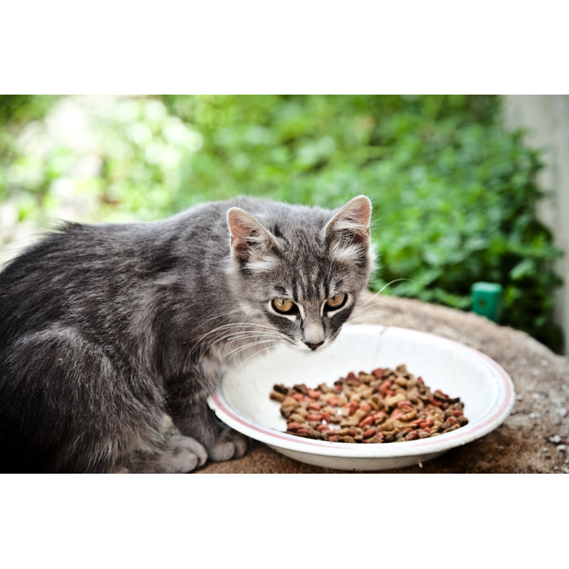 «Eating Alley Cat» par Piccerella, H 24 po x l 36 po