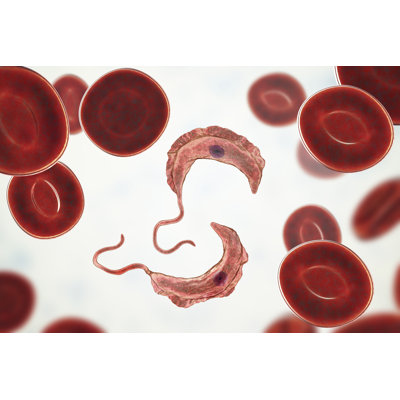 Marissia Trypanosoma Brucei - Wrapped Canvas Print