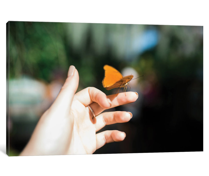 «Delicate», reproduction de photo sur toile, H 18 po x l 26 po x P 1,5 po, Toile tendue, Pas de tapis